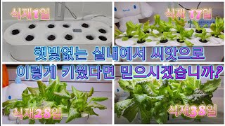 햇빛과 물관리 없이 상추,꽃,허브 등을 키울수 있는 식물재배기 입니다~ #양재꽃시장 #식물튜브 #월동 #관엽…