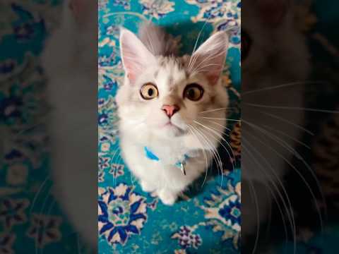 little cats funny fight  #viralvideo #trendingshorts