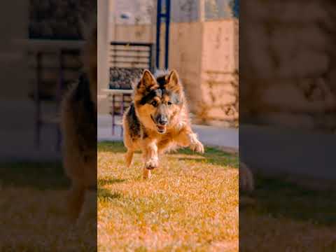 The Ultimate German Shepherd Care Guide