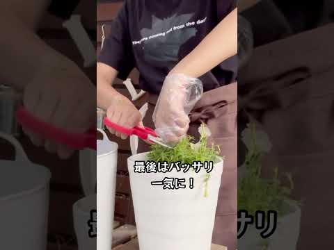 園芸 サフィニア、ぶら下がっているペチュニア