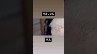 愛犬の好きな部位みんなあるよね? #ボストンテリア
