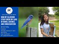 how my bluebird study grew my love of birds science and conservation by lara tseng