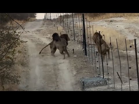 Male lions from different national parks meet at the border