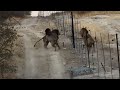 Male Lions From Different National Parks Meet At The Border
