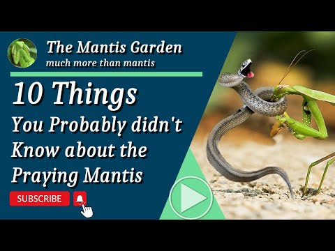 10 Things you probably didn't know about Praying Mantis