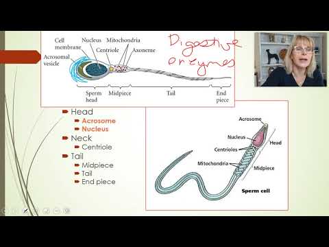 Reproductive system - Part 4