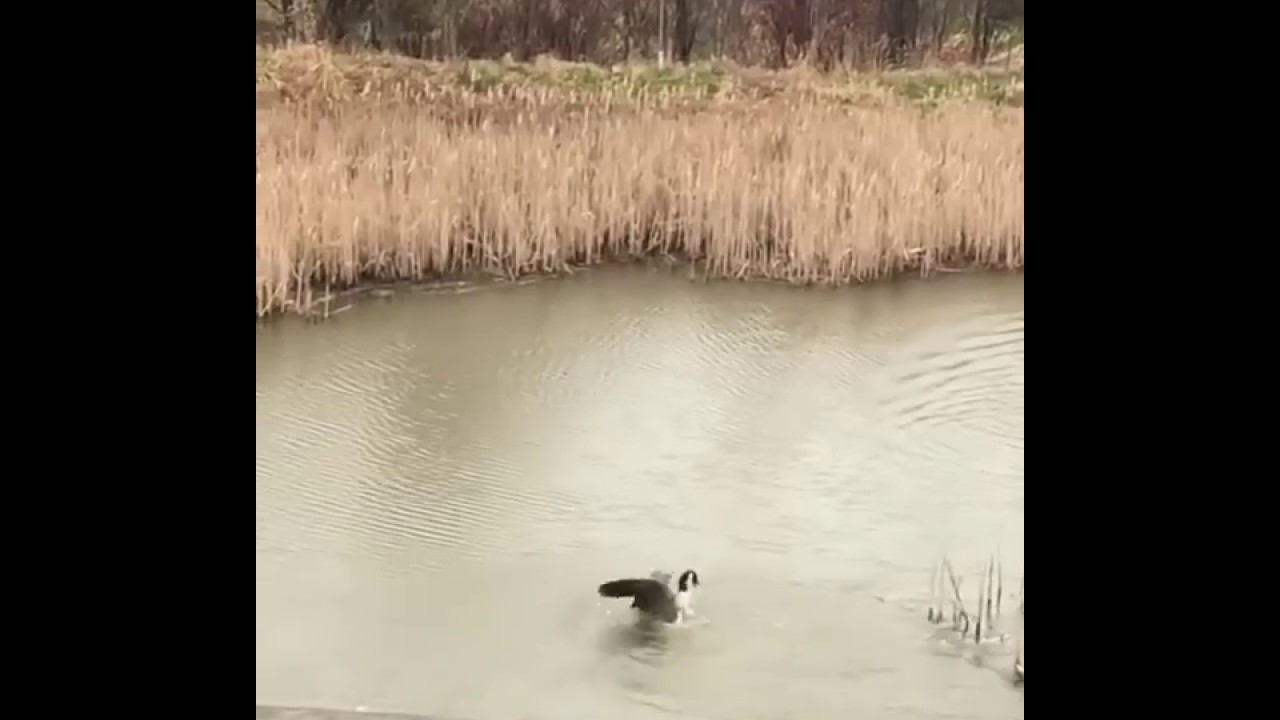 Чайка хотела полакомиться гусёнком, но не рассчитала свои силы