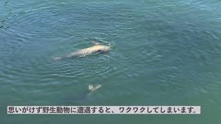 【カナダの野生動物】アザラシ　SEALS