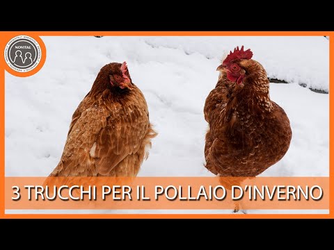 , title : 'Pollaio d'inverno: tre trucchi per aiutare i polli. Pillole di Avicoltura'