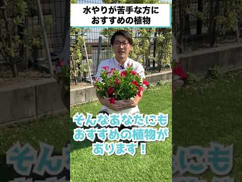 ディプラデニアに水をやる方法は？冬でもメンテナンスはどのくらい必要ですか？  庭園