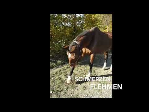 Schmerzen beim Pferd