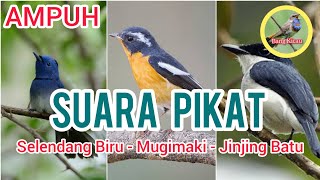 Download lagu Pikat Selendang Biru, Mugimaki, Jinjing Batu mp3