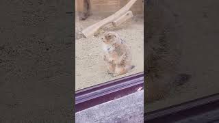 クセがすごいプレーリードッグの鳴き方 #animals #東山動物園