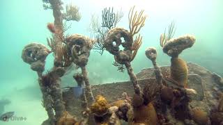 North Carolina Wreck | Blue Horizon Diving