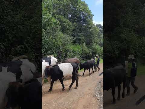 Vacas el el camino, Cantón Paltas, Provincia de Loja, Ecuador