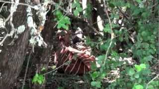 The last remaining Mountain-Bongos (short).mp4