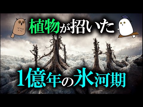 アラウカリア アロウカナ