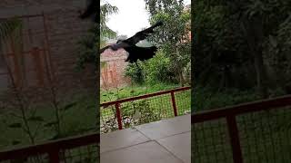 Crow Flight Slow Motion #bird #crow #fly #slowmotion #discovery