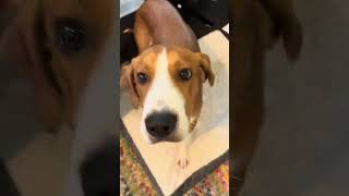 Video preview image #1 Mutt Puppy For Sale in Washington, DC, USA