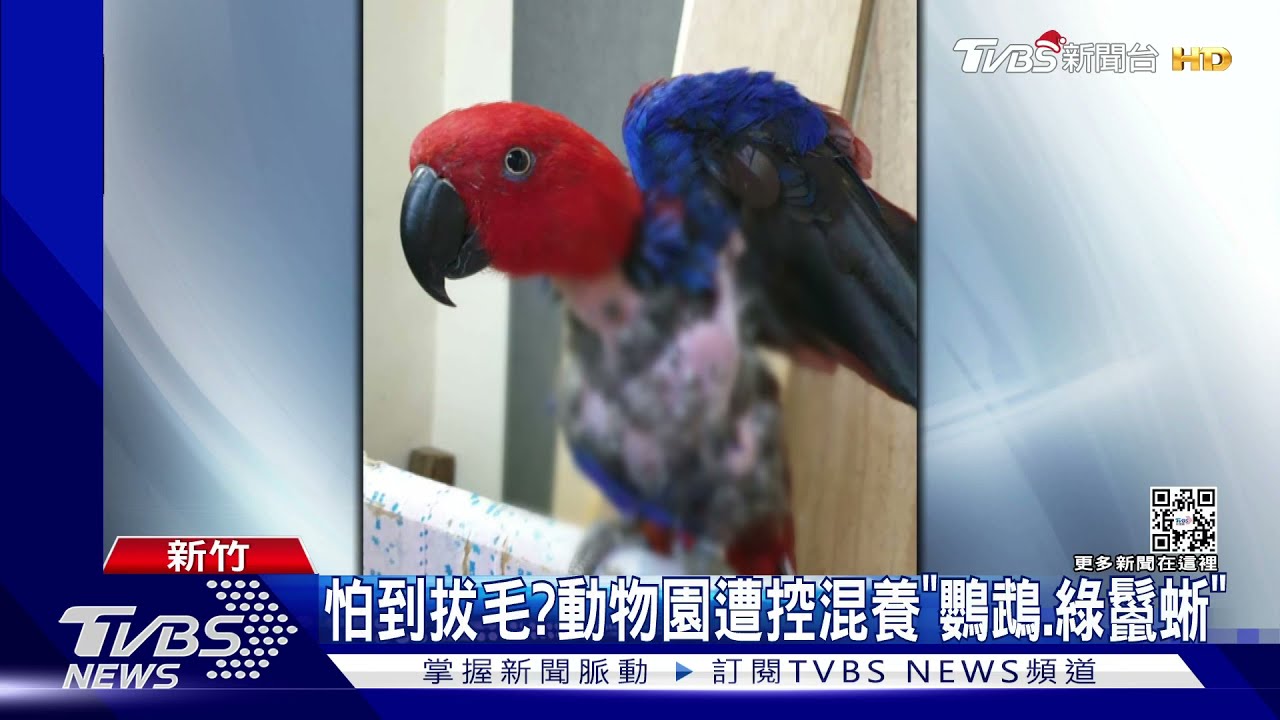 怕到拔毛? 動物園遭控混養「鸚鵡、綠鬣蜥」