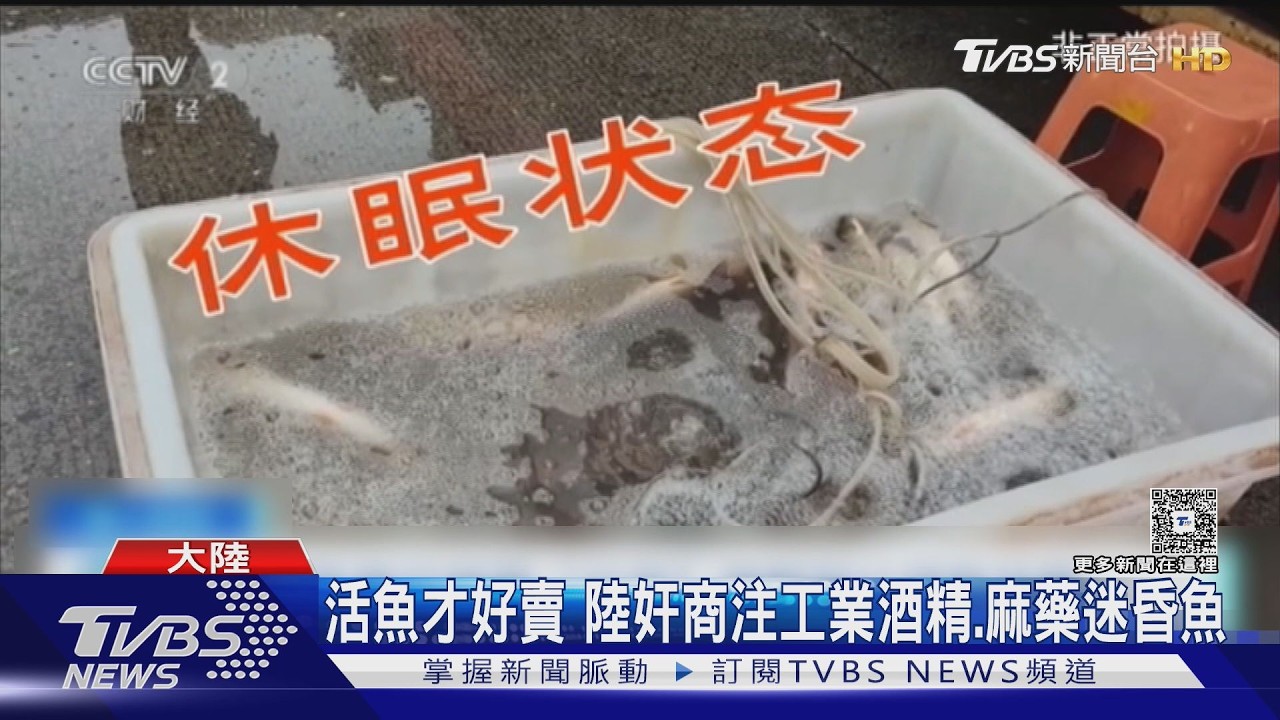 影音/活魚變「休眠魚」好運送!陸魚販加工業酒精稀釋 劇毒甲醇恐下肚