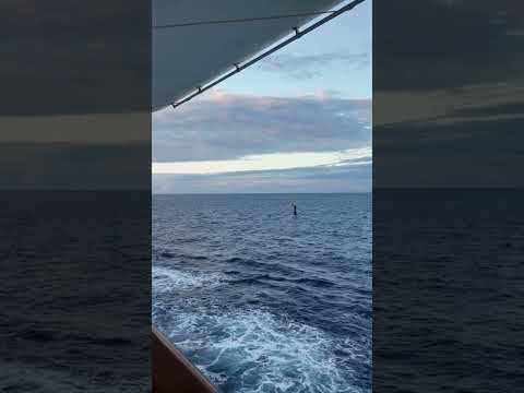 Thumbnail for A snippet of the amazing view as the Encounter sails out of Brisbane! #cruise #carnivalcruise