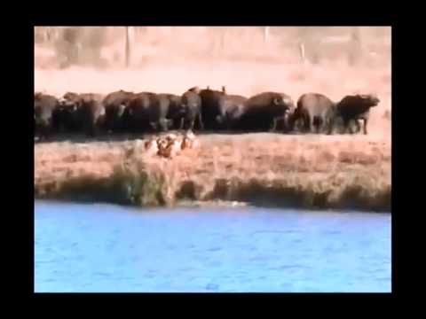 The Evolution of Unity