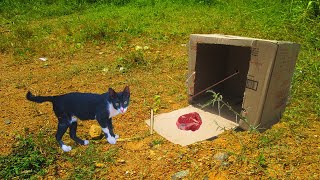 Simple Cat Trap//Cat Trap Using Cardbord Box🐱🐈