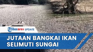 Jutaan Ikan di Australia Mati Gara-gara Cuaca Panas, Bangkainya Tutupi Sungai & Timbulkan Bau Busuk