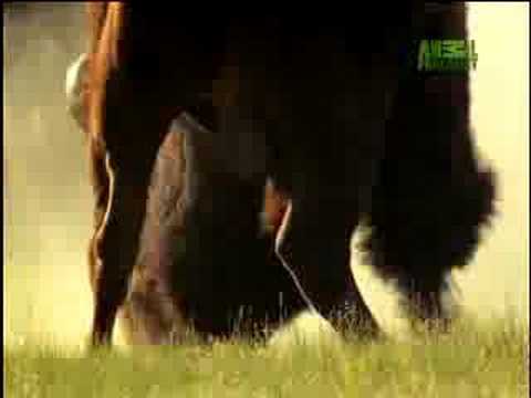 Fooled by Nature - Bashing Bison