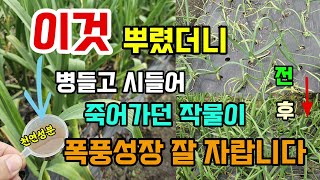 마늘.양파.대파.감자에 이것 뿌려보세요 천연성분 염류집적 흡비제 발근제 비해 침수피해 청고병 마름병 한번에 …