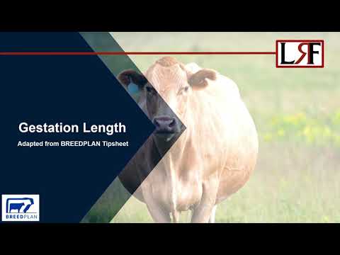 Gestation Length Tipsheet