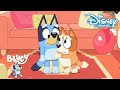 Bluey | Zussen Momenten ? | Disney Channel NL