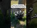Pug Handstands On Front Two Legs