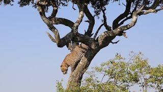 AFRICAN SAFARI | MAASAI MARA, KENYA Part 3 - YouTube