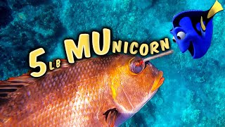 Just Keep Swimming for MU! - Spearfishing Hawaii