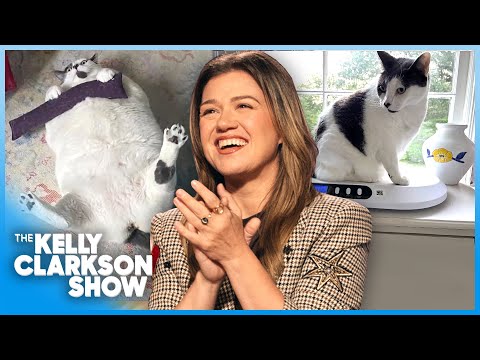 Kelly Clarkson Meets Viral Chunky Cat Who Lost 20 Pounds!