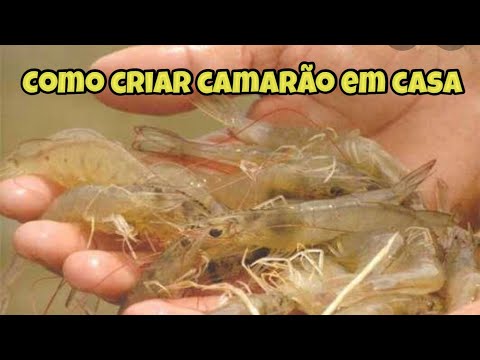 , title : 'Criação  de camarão em caixa d’água ou em tanque . Como criar camarão - Parte 2'