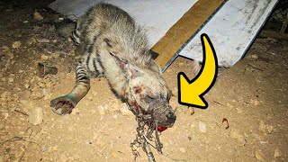 Unbelievable! Veterinarians Stunned by Strange Creature at Animal Hospital by Did You Know Animals?