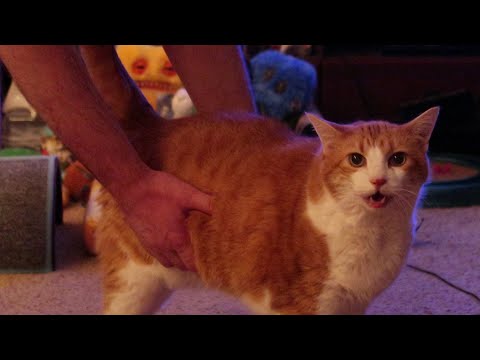 Cat Meows With Excitement And Demands Attention
