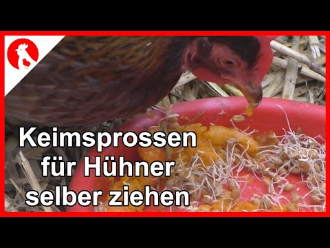 090 Sprouts for Chickens - Instructions for Dummies 😉 Jensman and the Huhns