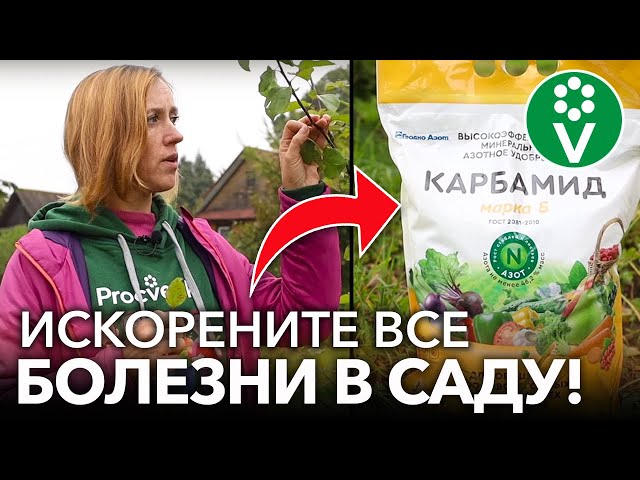 УНИЧТОЖЬТЕ ВСЕ БОЛЕЗНИ В САДУ ОСЕНЬЮ! Искореняющая обработка сада: когда и как правильно сделать
