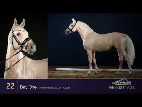 Ponyforum Hengsttage Nr. 22 DAY ONE * 2018 v. Newlands Day by day