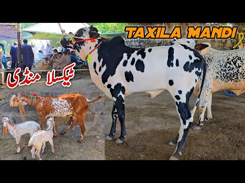 Taxila Mandi Update October 2025 | Bakra Mandi Cow Goats 