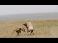 Hyena Fights Two Antelopes To Kill Their Calf