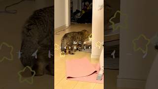 ある日のねこのナイトルーティーン🌙#cat #ねこ #猫 #nightroutine #スコティッシュフォールド