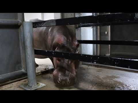 Vision "Tank" Training