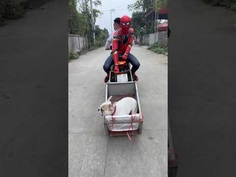 Crying Baby Chases the Meat Hunter to Save His Beloved Dog #dog #lovedog #pets