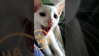 Brincadeira de Gatos #shorts