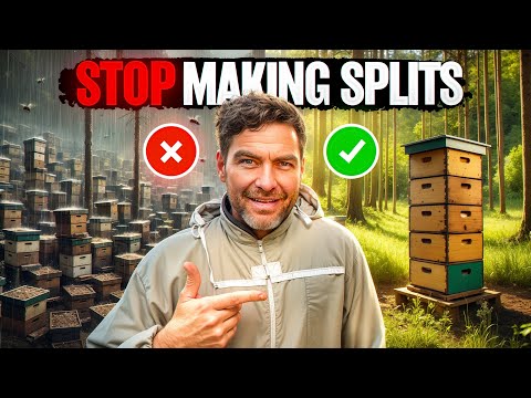Stop Making Splits. Build Strong Colonies and Make More Honey